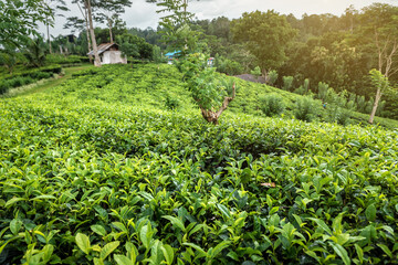 Fototapeta na wymiar tea plantation on Sri Lanka