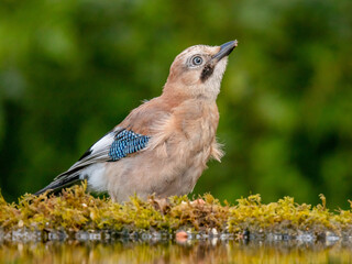 Eurasian Jay (Garrulus glandarius) Scotland, UK