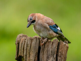 Eurasian Jay (Garrulus glandarius) Scotland, UK