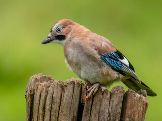 Eurasian Jay (Garrulus glandarius) Scotland, UK