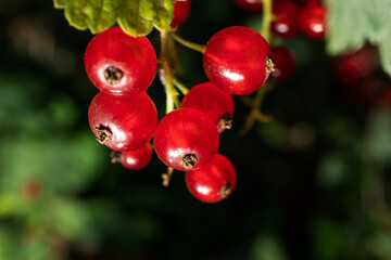 Red currants on a branch close-up. Fresh harvest of berries, macro photo. Concept of organic healthy healthy vitamin food..