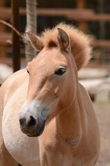 Fototapeta premium モウコノウマ