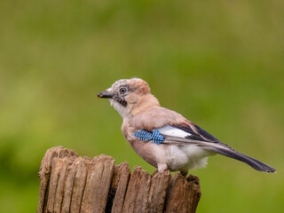 Eurasian Jay (Garrulus glandarius) Scotland, UK