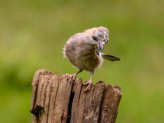 Eurasian Jay (Garrulus glandarius) Scotland, UK