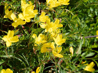 Oenothera fruticosa 'African Sun' ou onagres hybrides 'Soleil d'Afrique jaune' à fleurs jaune vif...
