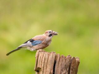 Eurasian Jay (Garrulus glandarius) Scotland, UK
