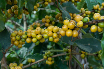 Coffee beans on tree in farm