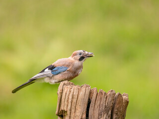 Eurasian Jay (Garrulus glandarius) Scotland, UK