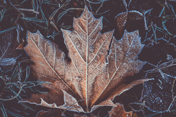 A maple leaf covered with hoarfrost. First autumn snow. - 369703733