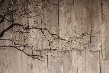 dead Tree and grunge wood texture background
