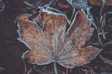 A maple leaf covered with hoarfrost. First autumn snow. - 369703783