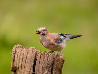 Eurasian Jay (Garrulus glandarius) Scotland, UK