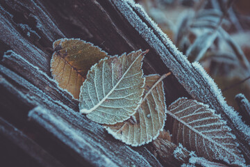 The leaves are in frost. The first autumn snow. - 369703966