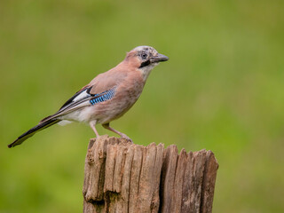 Eurasian Jay (Garrulus glandarius) Scotland, UK