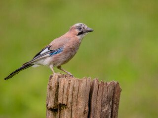 Eurasian Jay (Garrulus glandarius) Scotland, UK