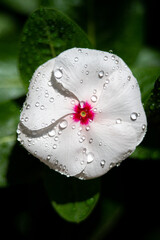 Close up of white and red color flower plant in the home garden with green leaves in the background...
