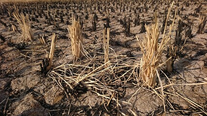 Texture of dried straw pieces in the rice fields