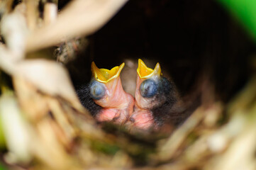Newborn hungry baby birds in nest