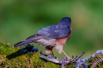 Sparrowhawk (Accipiter nisus), perched sitting on a plucking post with prey. Scotland, UK
