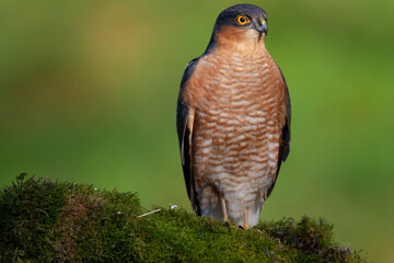 Sparrowhawk (Accipiter nisus), perched sitting on a plucking post with prey. Scotland, UK