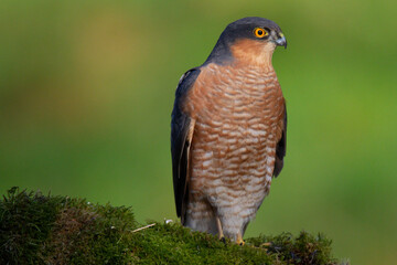 Sparrowhawk (Accipiter nisus), perched sitting on a plucking post with prey. Scotland, UK