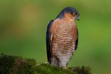 Sparrowhawk (Accipiter nisus), perched sitting on a plucking post with prey. Scotland, UK