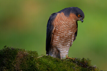 Sparrowhawk (Accipiter nisus), perched sitting on a plucking post with prey. Scotland, UK