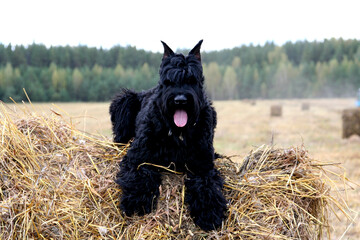 rienschnauzer in the hay field