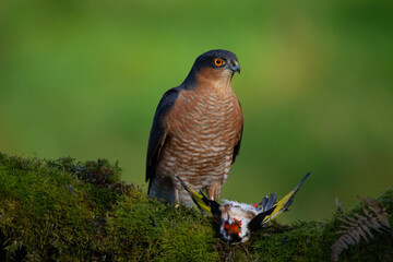 Sparrowhawk (Accipiter nisus), perched sitting on a plucking post with prey. Scotland, UK