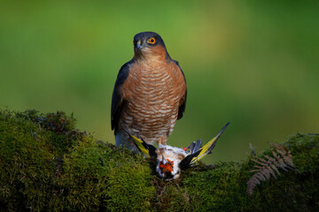 Sparrowhawk (Accipiter nisus), perched sitting on a plucking post with prey. Scotland, UK