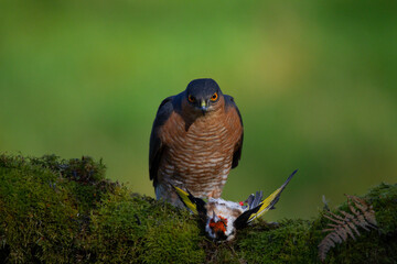 Sparrowhawk (Accipiter nisus), perched sitting on a plucking post with prey. Scotland, UK