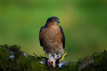 Sparrowhawk (Accipiter nisus), perched sitting on a plucking post with prey. Scotland, UK
