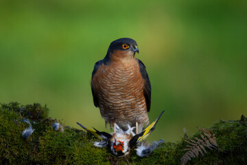 Sparrowhawk (Accipiter nisus), perched sitting on a plucking post with prey. Scotland, UK