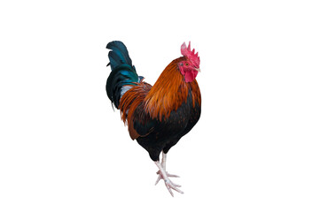 Rooster isolated on white background