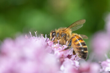 Honey Bee (Apis mellifera) on Oregano (Origanum vulgare)