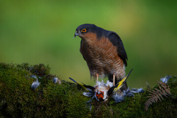 Sparrowhawk (Accipiter nisus), perched sitting on a plucking post with prey. Scotland, UK