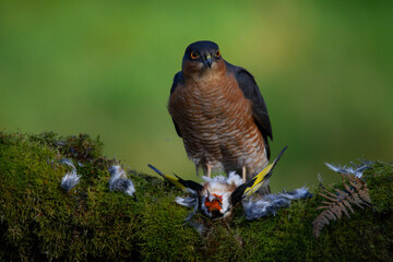 Sparrowhawk (Accipiter nisus), perched sitting on a plucking post with prey. Scotland, UK