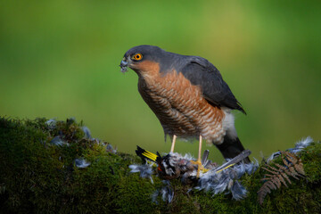 Sparrowhawk (Accipiter nisus), perched sitting on a plucking post with prey. Scotland, UK