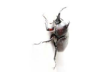 白背景のカブトムシ