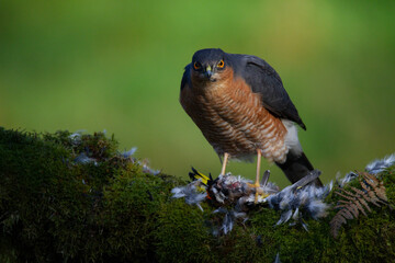 Sparrowhawk (Accipiter nisus), perched sitting on a plucking post with prey. Scotland, UK