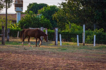 Naklejka premium Cavalos pastando em uma fazenda do interior