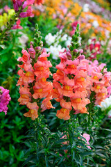 crimson antirrhinum (snapdragon) flower