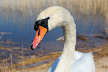 Fototapeta premium Close-up portrait of a white swan. Swan on a sunny day