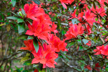 Beautiful  rhododendron flowers