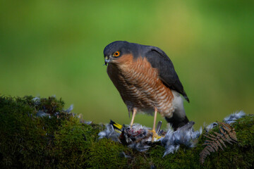 Sparrowhawk (Accipiter nisus), perched sitting on a plucking post with prey. Scotland, UK