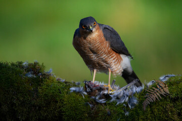 Sparrowhawk (Accipiter nisus), perched sitting on a plucking post with prey. Scotland, UK