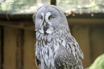 Portrait of an owl with big eyes. Bird of prey close up.