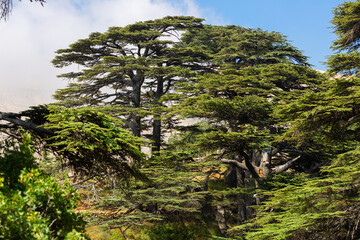 Crowns of Lebanon cedars with blue sky on background. The Cedars of God grove in Qadisha Valley on Mount Lebanon. Conservation of endangered forests. Beautiful lebanese landscape