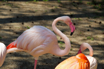 Pink flamingo in the zoo. Beautiful bird