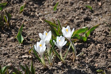 white spring flowers